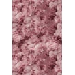 Product Image of Floral / Botanical Moooi Carpets &middot; Hortensia &middot; Hortensia &middot; Pink Area-Rugs